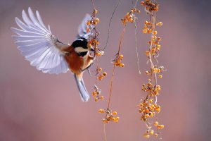 homecare119bird1045954_1920.jpg