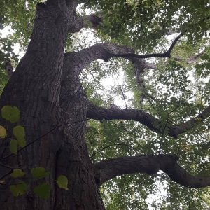 Arbre__Franoise_Dupont.jpg