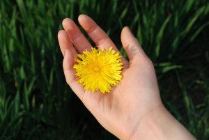 dandelion321297_960_720.jpg