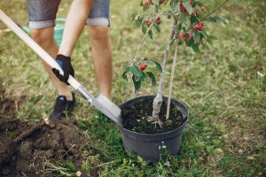 fatherwithlittlesonareplantingtreeyard_1.jpg