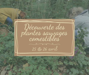 Plantes_sauvages_comestibles_00.png