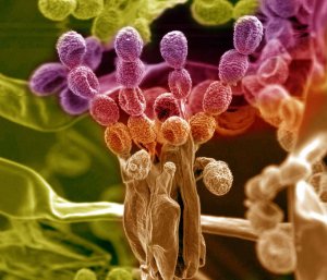 d67b6b1e05_41227_penicillium.jpg