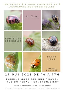 2305coccinelles2.jpg