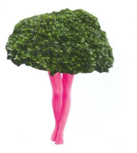 buisson.jpg