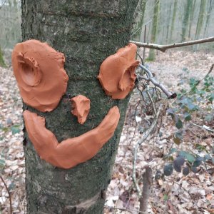 arbre.jpg