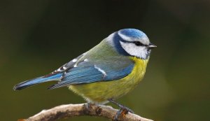 oiseau.jpg