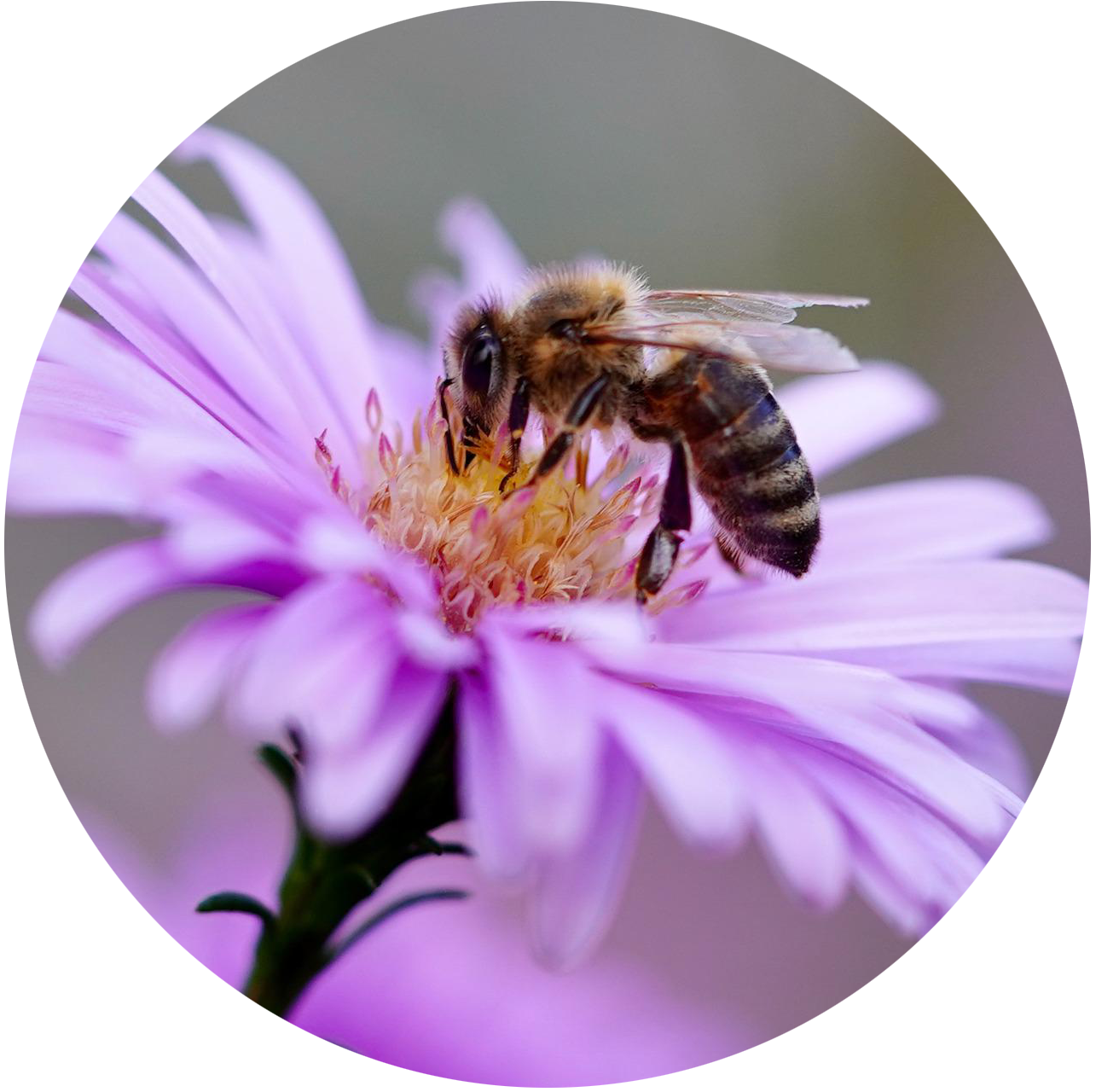 nature.png (0.9MB)